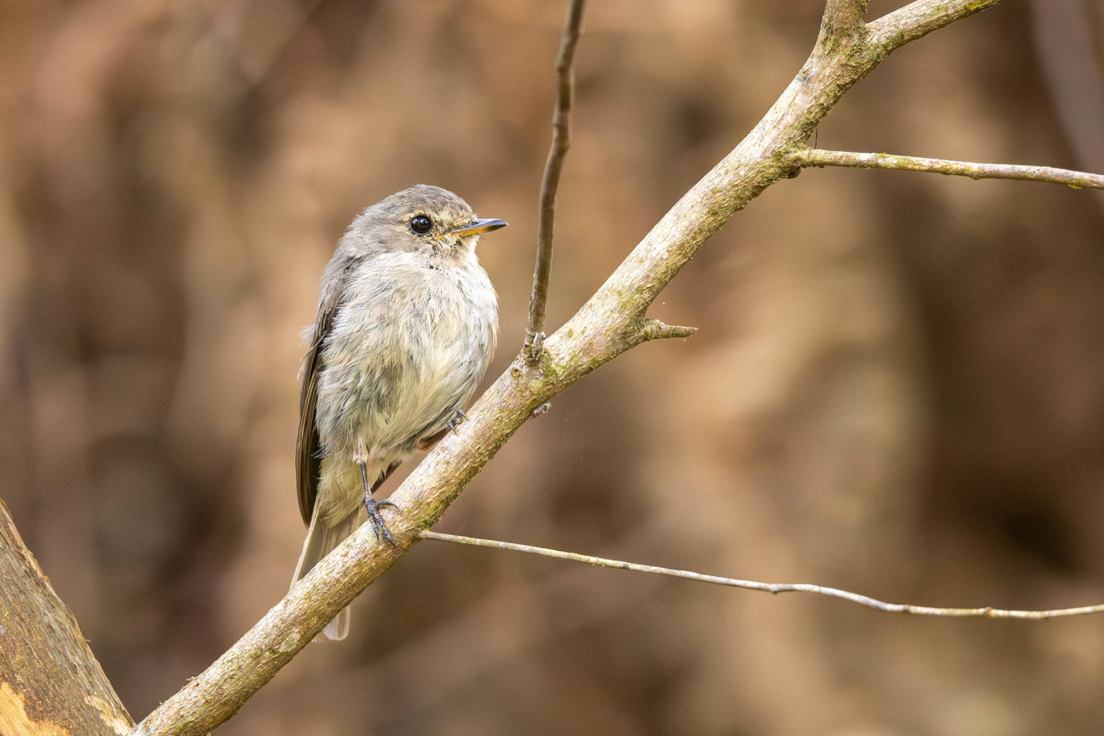 image African Dusky Flycatcher